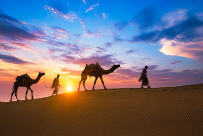 Indian cameleers camel drivers camel silhouettes in dunes on sunset. jaisalmer, rajasthan, india