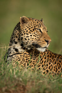 Close-up of leopard looking away