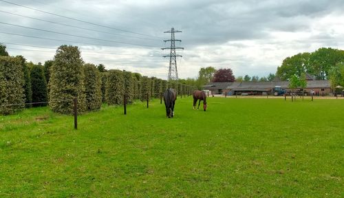 Trees on field against sky