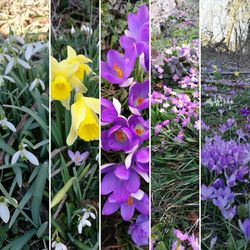 Purple flowers blooming outdoors