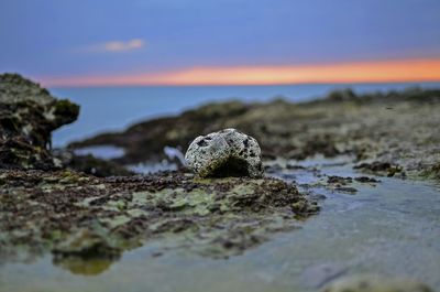 Surface level of pebbles at beach