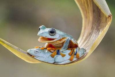 Close-up of frog