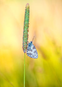 A beautiful butterfly melanargia galathea sits on a plant