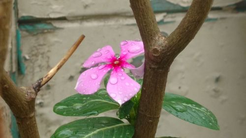 Close-up of raindrops on pink flower