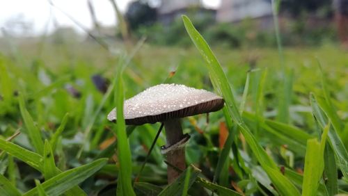 Close-up of mushroom growing on field