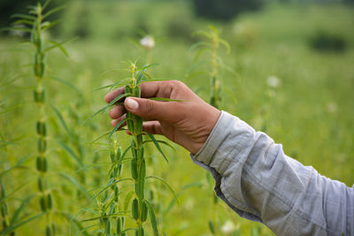 Midsection of person holding plant on field