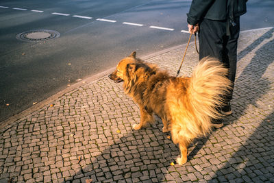 Low section of person with dog walking on road
