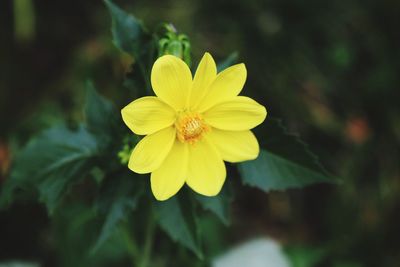 Close-up of yellow flowering plant