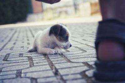 High angle view of puppy on footpath