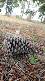 Close-up of lizard on log in field