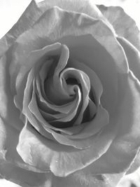 Close-up of rose