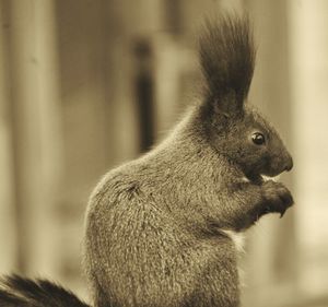 Close-up of squirrel