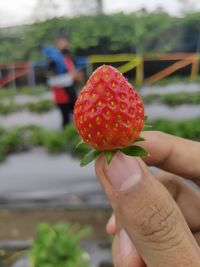 Close-up of hand holding strawberry