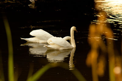 Swan swimming in lake