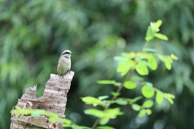 Close-up of bird perching on wood