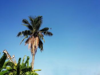 Low angle view of palm tree against clear blue sky