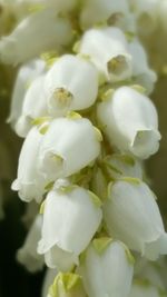 Close-up of water drops on flowers