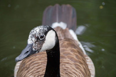 Close-up of canada goose swimming in lake