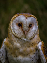 Close-up portrait of owl