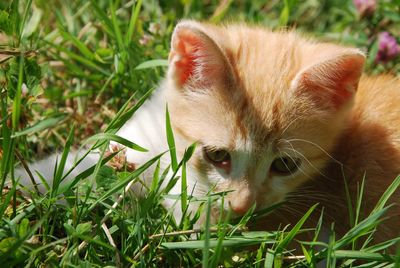 Cat relaxing on field