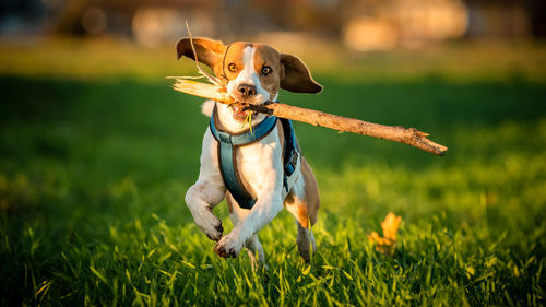 Dog running on grass