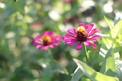 Close-up of pink flower