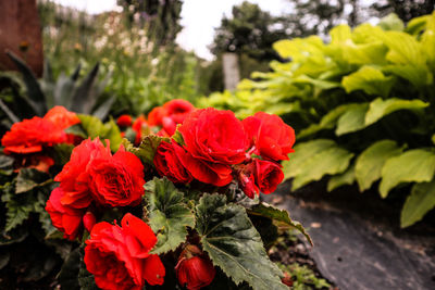 Close-up of red flowering plant