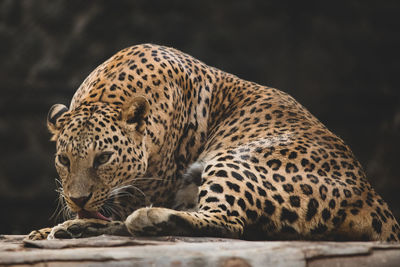 View of a cat resting