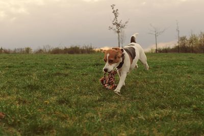 Playful dog on a walk. cute beagle puppy with dog toy rope. dog running in the meadow. playful puppy