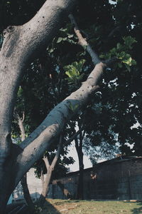 Low angle view of tree trunk in forest