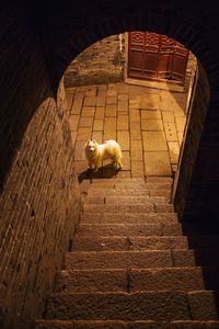 High angle view of dog relaxing on staircase