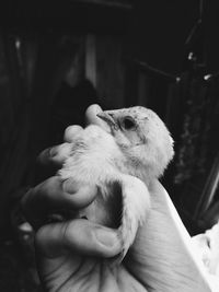 Close-up of hand holding bird