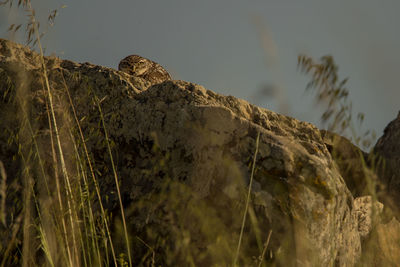 View of an animal on rock