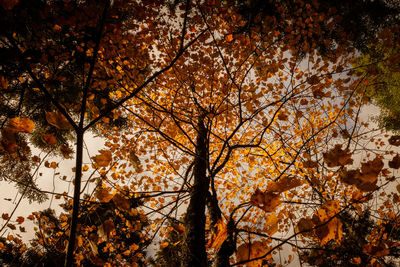 Low angle view of maple tree against sky