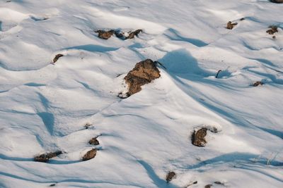 High angle view of sheep on snow