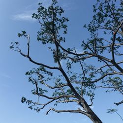 Low angle view of bare trees against blue sky