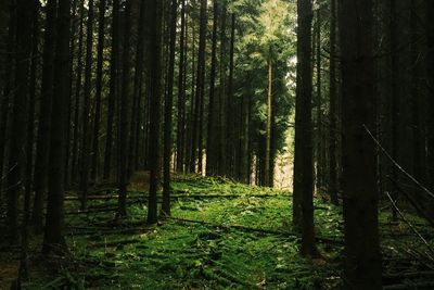 Trees in forest