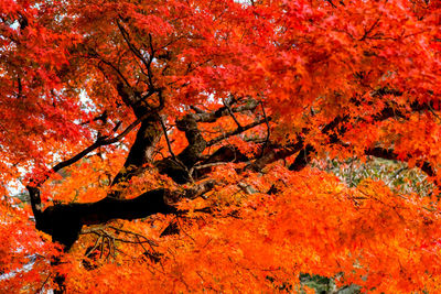 Close-up of autumnal tree