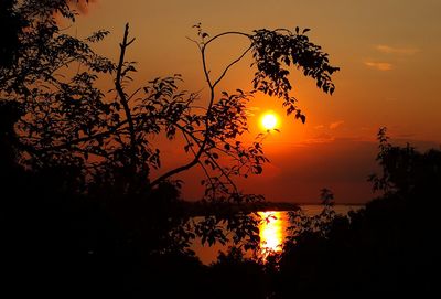 Silhouette trees against sky during sunset