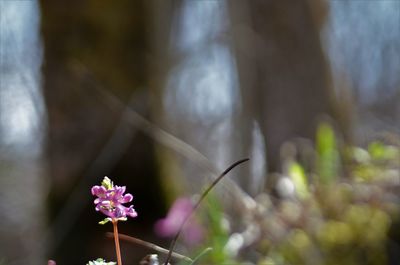 Close-up of pink flowering plant