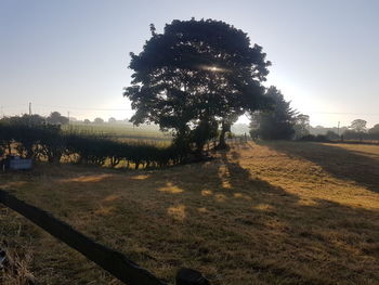 Tree on field against clear sky during sunset