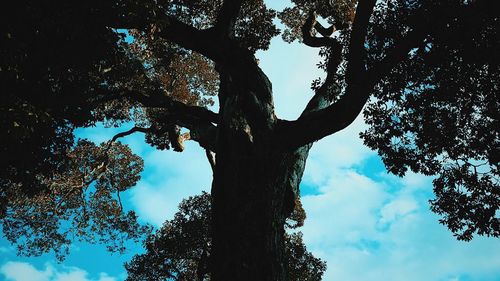 Close-up of tree against sky