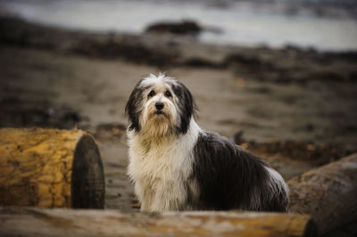 Dog sitting at beach