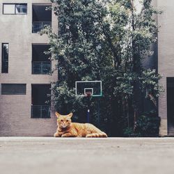 Stray ginger cat