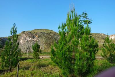 Cactus plants growing on land against clear blue sky