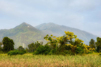 Scenic view of field against sky