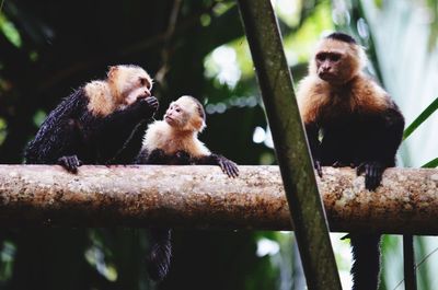 Low angle view of capuchin monkeys on tree in forest