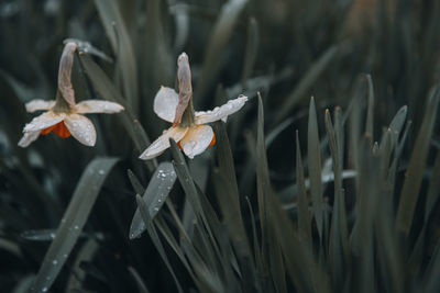 Close-up of wet plant during rainy season