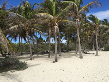 Palm trees on beach against sky