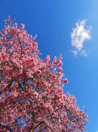 Low angle view of cherry blossom tree against blue sky